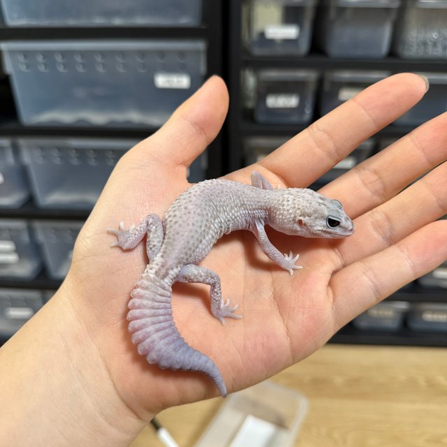 오레오 패턴리스 헷 고스트