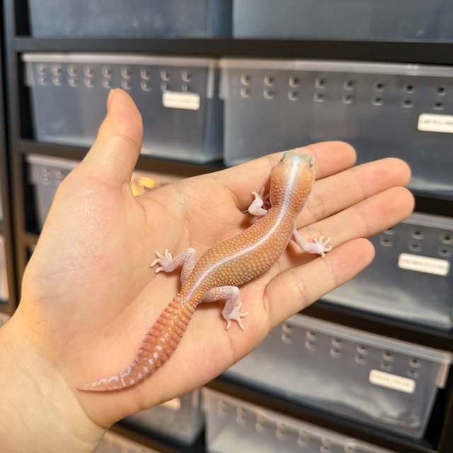 아멜라니스틱 패턴리스