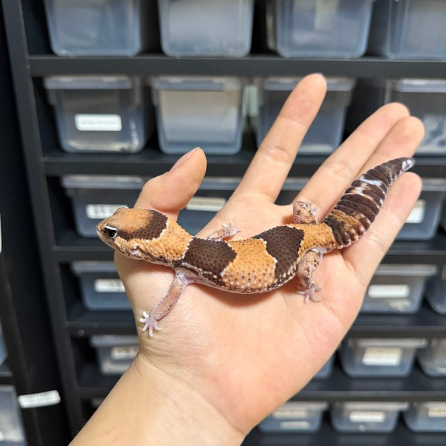 노멀 헷 오레오