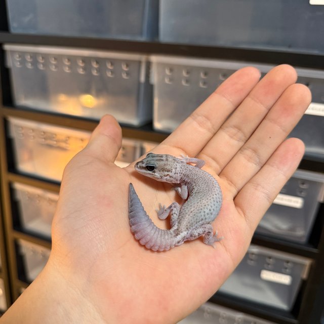 오레오 패턴리스 헷 고스트