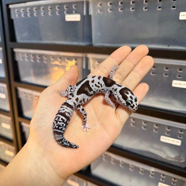 화이트아웃 오레오 헷 패턴리스