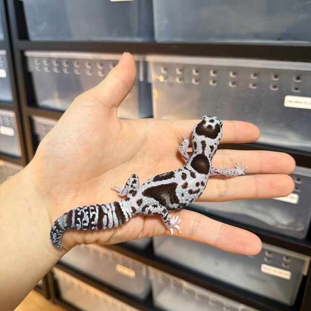 화이트아웃 오레오 헷 패턴리스