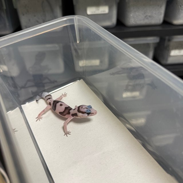 화이트아웃 오레오 헷 고스트 헷 패턴리스