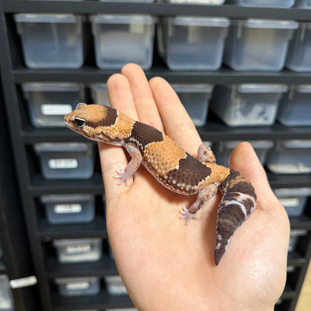 노멀 헷 오레오