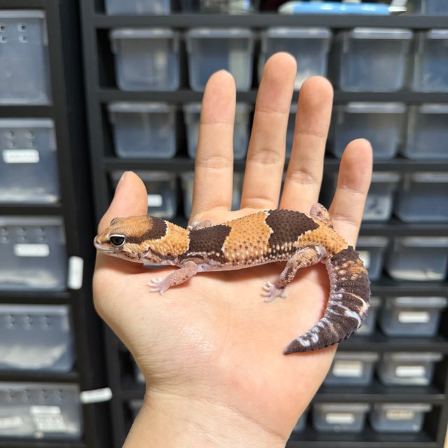 노멀 헷 오레오