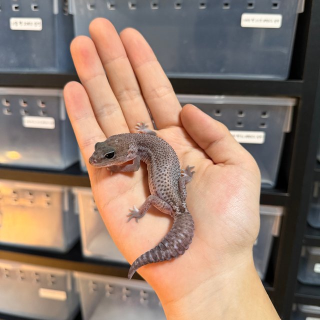 오레오 패턴리스 헷 고스트