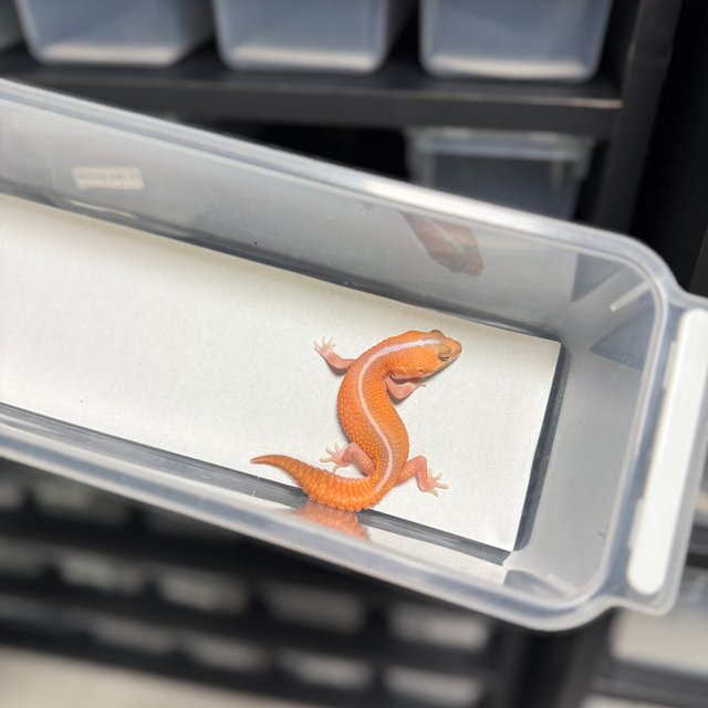 아멜라니스틱 패턴리스 헷 오레오