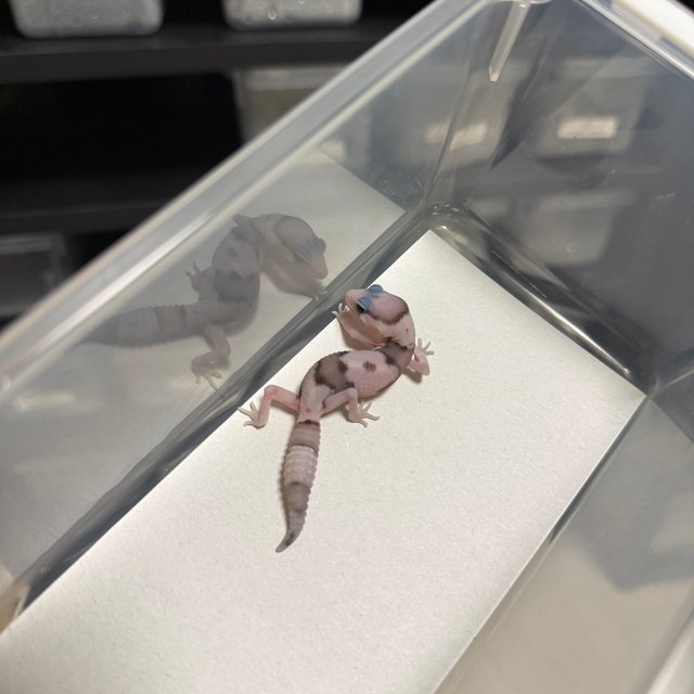 화이트아웃 오레오 헷 고스트 헷 패턴리스