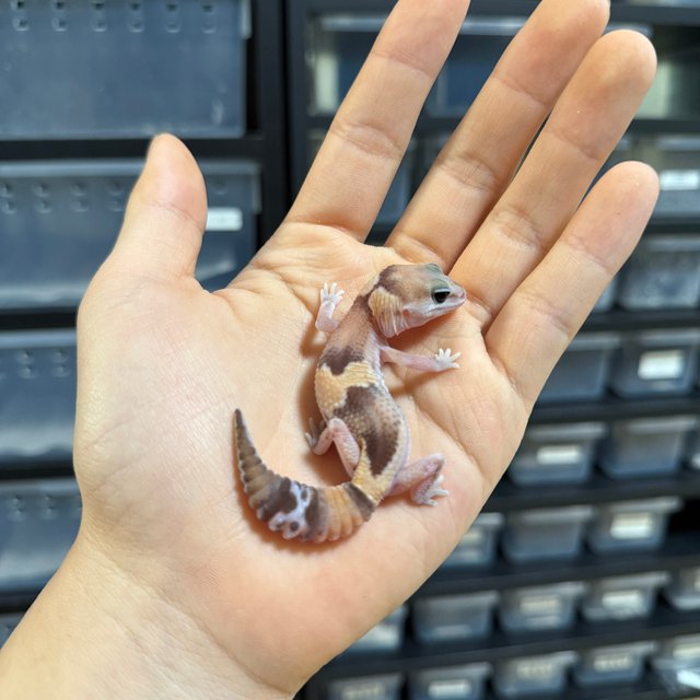 노멀 헷 오레오 헷 패턴리스 헷 고스트