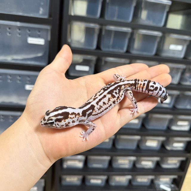 화이트아웃 헷 오레오