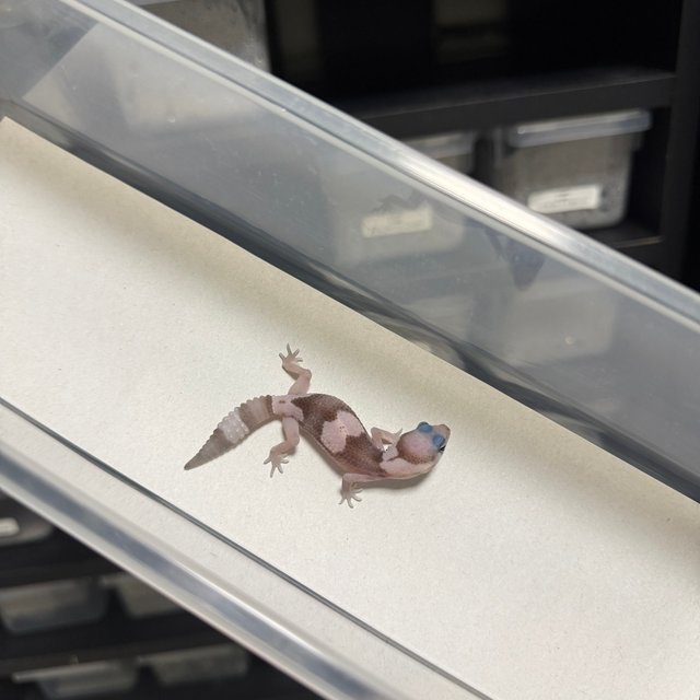 오레오 헷 패턴리스 헷 고스트