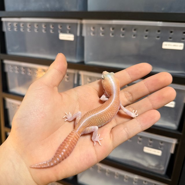 아멜라니스틱 패턴리스