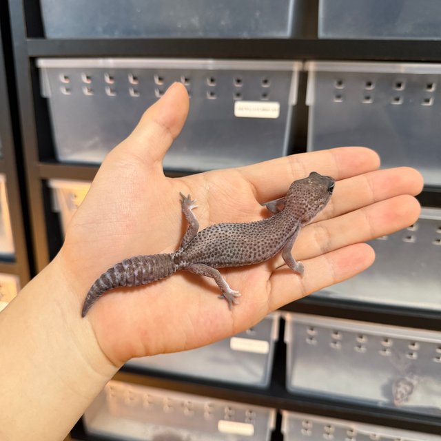 오레오 패턴리스 헷 고스트