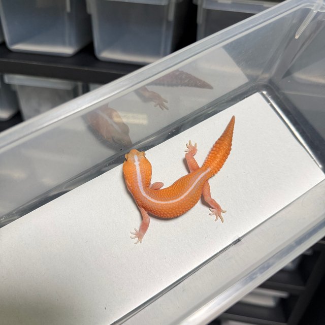 아멜라니스틱 패턴리스 헷 오레오