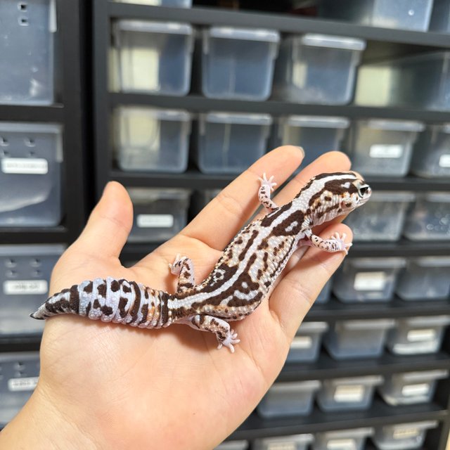 화이트아웃 헷 오레오