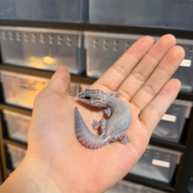 오레오 패턴리스 헷 고스트