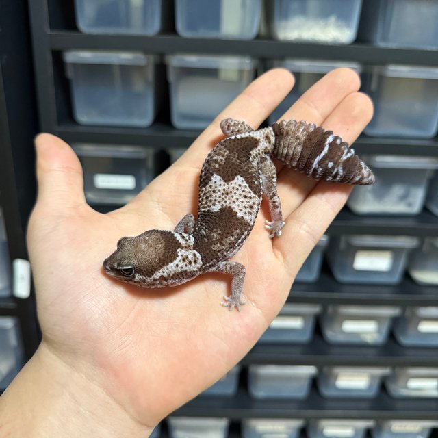 오레오 헷 고스트 헷 패턴리스