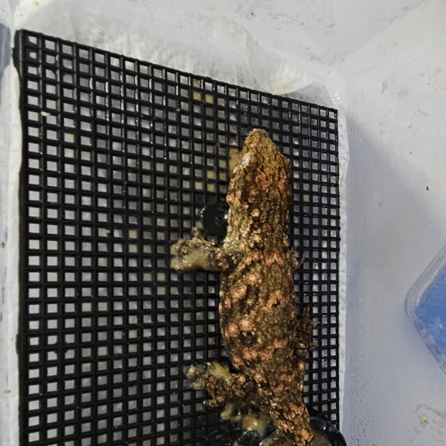 트루 컬러 리핀리치스