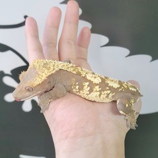 닉스 세이블