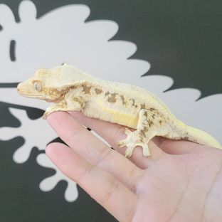 모개체
