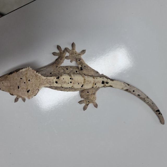 세이블