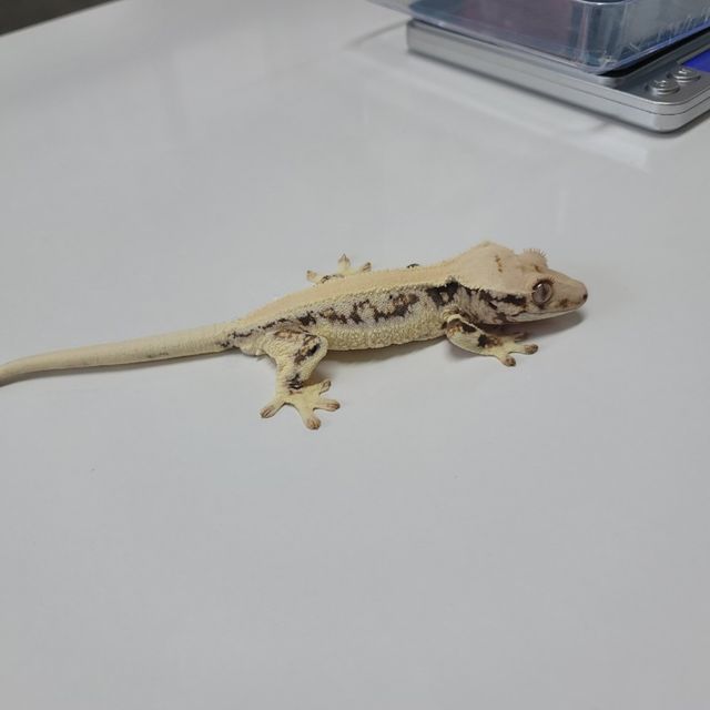 릴리화이트
