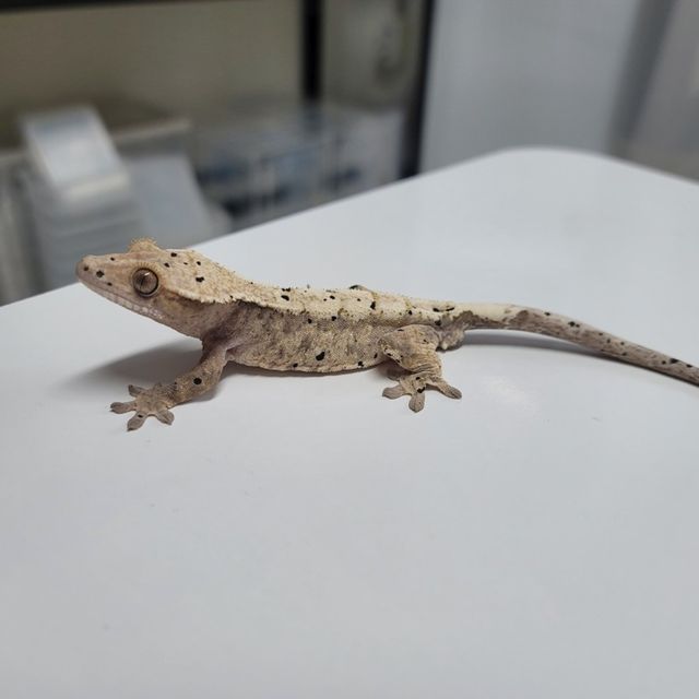 세이블