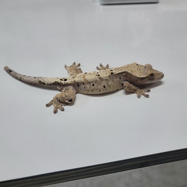 세이블