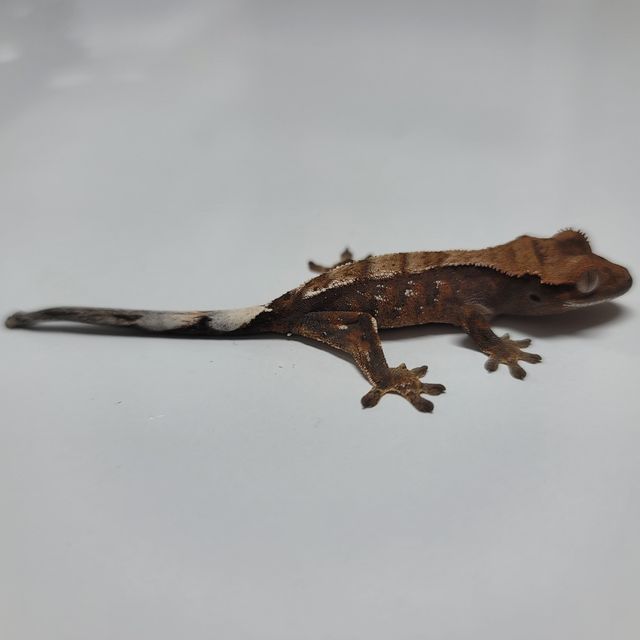 세이블