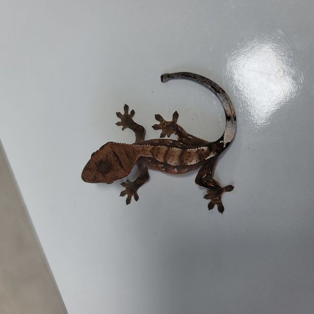 세이블
