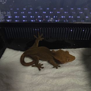 챠콜 알티