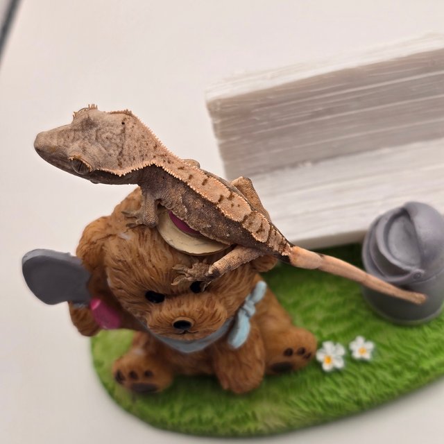 트라이 익스트림할리퀸 화이트스팟