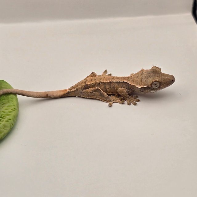 트라이 익스트림할리퀸 화이트스팟