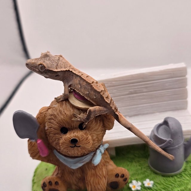 트라이 익스트림할리퀸 화이트스팟