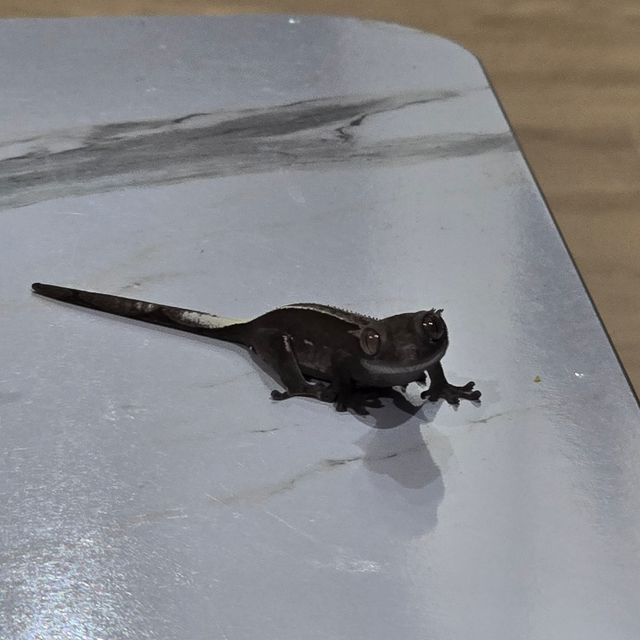 풀핀 아잔틱