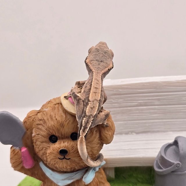 트라이 익스트림할리퀸 화이트스팟