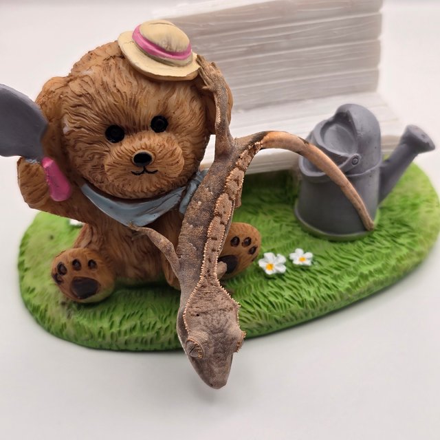 트라이 익스트림할리퀸 화이트스팟