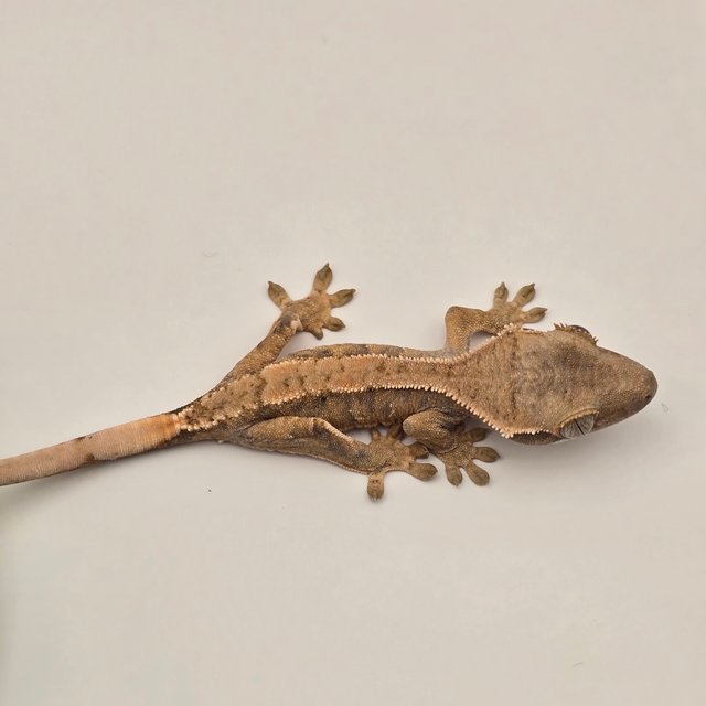 트라이 익스트림할리퀸 화이트스팟