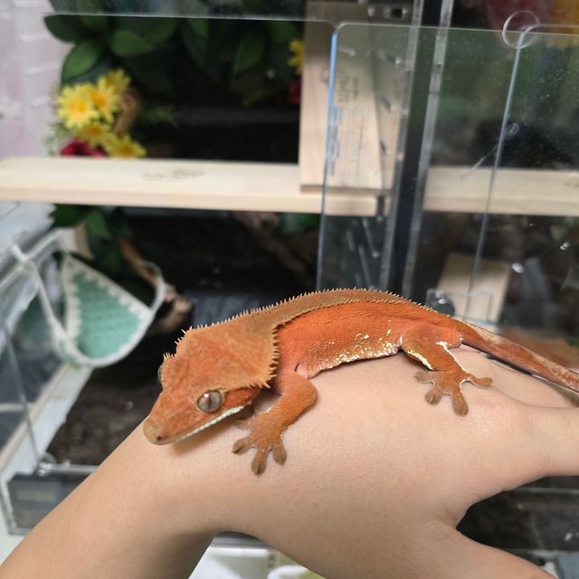 바이 레드