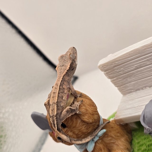 트라이 익스트림할리퀸 화이트스팟