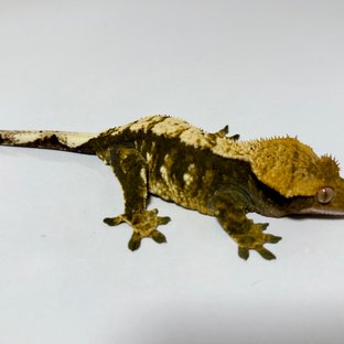 노멀 트라이 익스트림할리퀸