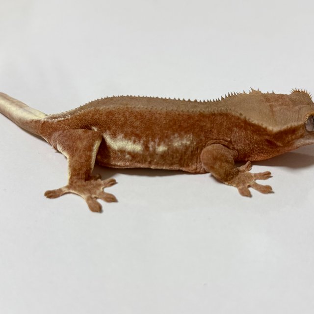 릴리화이트 팬텀 레드