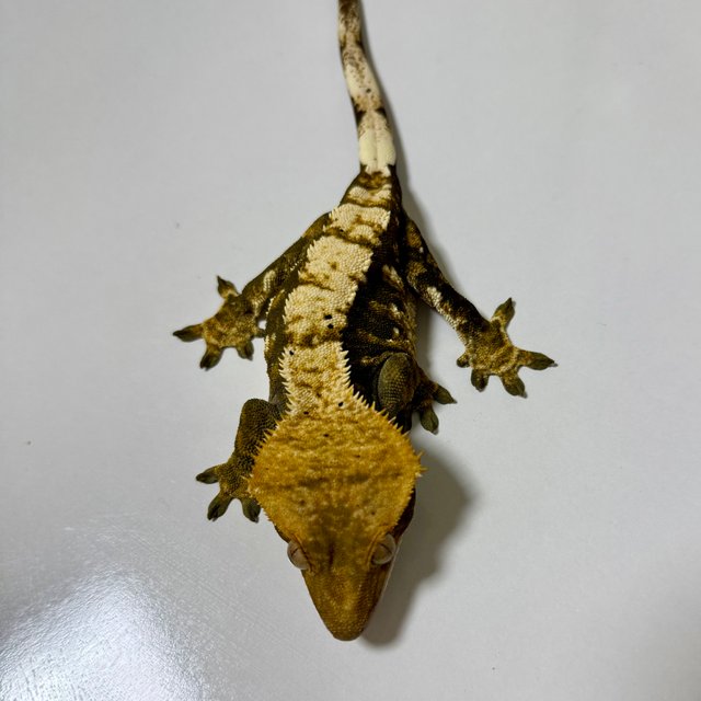 노멀 트라이 익스트림할리퀸