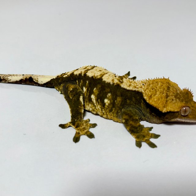 노멀 트라이 익스트림할리퀸