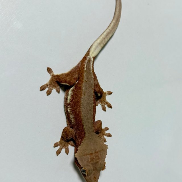 릴리화이트 팬텀 레드