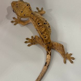 슈퍼달마시안
