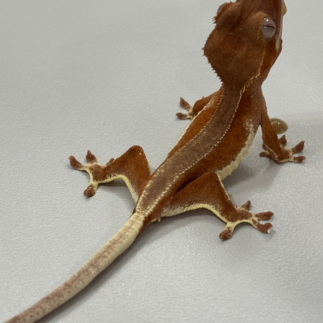 레드 팬텀 릴리화이트