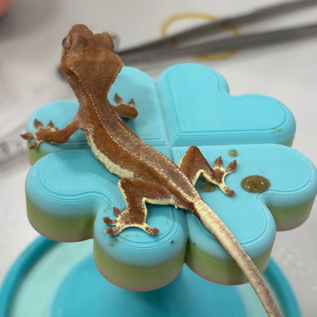 레드 팬텀 릴리화이트