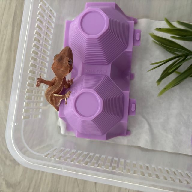 레드 팬텀 릴리화이트