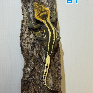 엠꾸